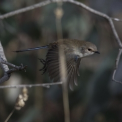 Malurus cyaneus (Superb Fairywren) at Woodstock Nature Reserve - 7 Jun 2018 by Alison Milton