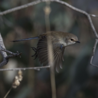 Malurus cyaneus (Superb Fairywren) at Woodstock Nature Reserve - 7 Jun 2018 by Alison Milton