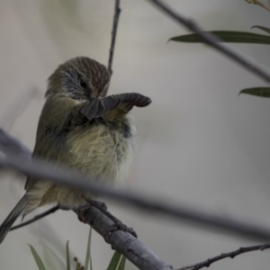 Acanthiza lineata at Belconnen, ACT - 7 Jun 2018