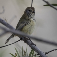 Acanthiza lineata at Belconnen, ACT - 7 Jun 2018 03:18 PM