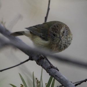 Acanthiza lineata at Belconnen, ACT - 7 Jun 2018 03:18 PM