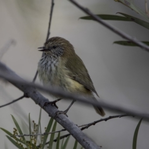 Acanthiza lineata at Belconnen, ACT - 7 Jun 2018 03:18 PM