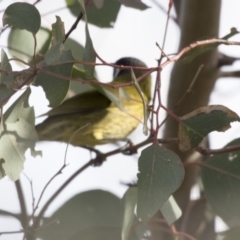 Nesoptilotis leucotis (White-eared Honeyeater) at Belconnen, ACT - 7 Jun 2018 by AlisonMilton