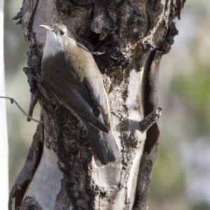 Cormobates leucophaea at Belconnen, ACT - 7 Jun 2018 03:19 PM