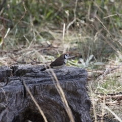 Stizoptera bichenovii at Michelago, NSW - 19 Mar 2018