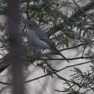 Pachycephala pectoralis at Belconnen, ACT - 7 Jun 2018