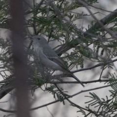 Pachycephala pectoralis at Belconnen, ACT - 7 Jun 2018