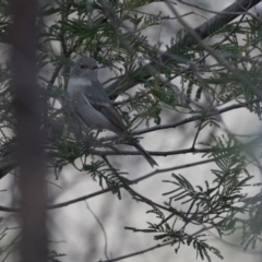 Pachycephala pectoralis at Belconnen, ACT - 7 Jun 2018