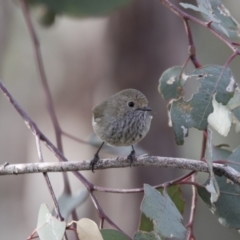 Acanthiza pusilla (Brown Thornbill) at Woodstock Nature Reserve - 7 Jun 2018 by Alison Milton