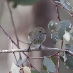 Acanthiza pusilla (Brown Thornbill) at Belconnen, ACT - 7 Jun 2018 by AlisonMilton