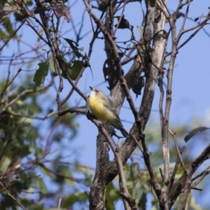 Gerygone olivacea at Michelago, NSW - 12 Feb 2012 09:01 AM