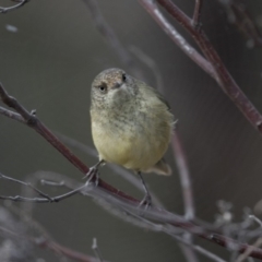 Acanthiza reguloides (Buff-rumped Thornbill) at Belconnen, ACT - 7 Jun 2018 by Alison Milton