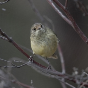 Acanthiza reguloides at Belconnen, ACT - 7 Jun 2018