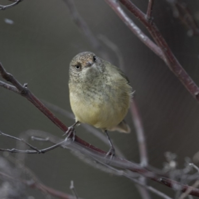 Acanthiza reguloides (Buff-rumped Thornbill) at Belconnen, ACT - 7 Jun 2018 by AlisonMilton