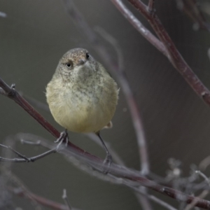 Acanthiza reguloides at Belconnen, ACT - 7 Jun 2018