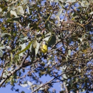 Gerygone olivacea at Michelago, NSW - 1 Dec 2014 07:37 AM