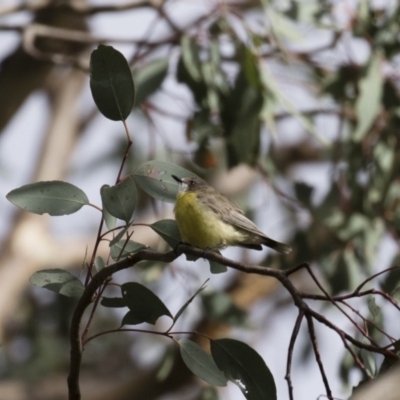 Gerygone olivacea (White-throated Gerygone) at Michelago, NSW - 16 Jan 2018 by Illilanga