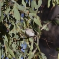 Gerygone fusca at Michelago, NSW - 24 Sep 2012