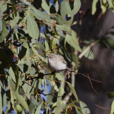 Gerygone fusca (Western Gerygone) at Michelago, NSW - 25 Sep 2012 by Illilanga