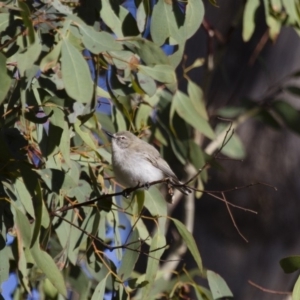 Gerygone fusca at Michelago, NSW - 25 Sep 2012 07:17 AM