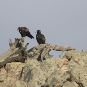 Aquila audax at Belconnen, ACT - 7 Jun 2018 04:56 PM