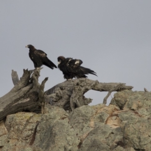 Aquila audax at Belconnen, ACT - 7 Jun 2018 04:56 PM