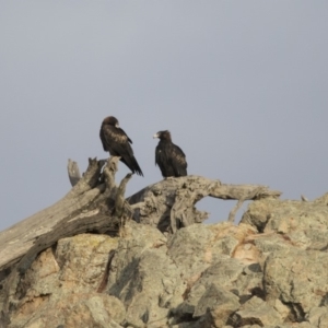 Aquila audax at Belconnen, ACT - 7 Jun 2018 04:56 PM