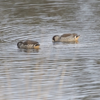 Malacorhynchus membranaceus (Pink-eared Duck) at Belconnen, ACT - 7 Jun 2018 by AlisonMilton