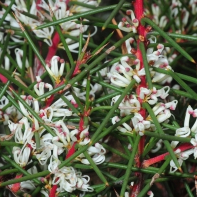 Hakea decurrens subsp. decurrens (Bushy Needlewood) at Black Mountain - 29 May 2018 by Harrisi