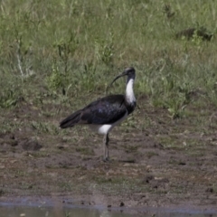 Threskiornis spinicollis (Straw-necked Ibis) at Michelago, NSW - 20 Nov 2017 by Illilanga