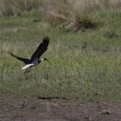 Threskiornis spinicollis at Michelago, NSW - 20 Nov 2017 08:39 AM