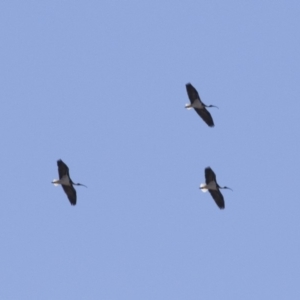 Threskiornis spinicollis at Michelago, NSW - 6 May 2018