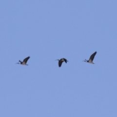 Threskiornis spinicollis at Michelago, NSW - 6 May 2018