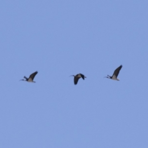 Threskiornis spinicollis at Michelago, NSW - 6 May 2018