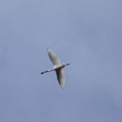 Platalea regia (Royal Spoonbill) at Illilanga & Baroona - 29 Apr 2013 by Illilanga