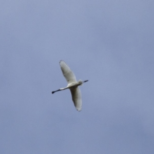 Platalea regia at Michelago, NSW - 29 Apr 2013 10:48 AM