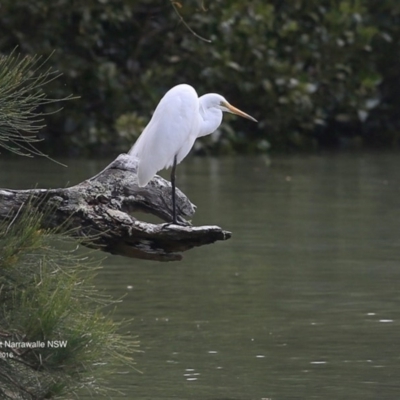 Ardea alba (Great Egret) at Narrawallee Bushcare - 26 Sep 2016 by Charles Dove
