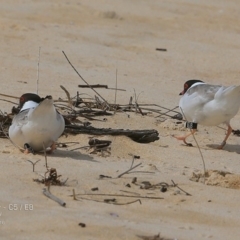 Charadrius rubricollis (Hooded Plover) at Undefined - 28 Sep 2016 by CharlesDove