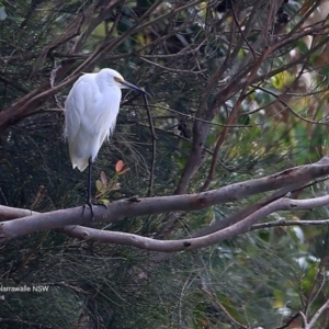 Egretta garzetta at Narrawallee Bushcare - 26 Sep 2016