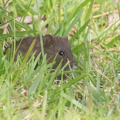 Rattus lutreolus (Swamp Rat) at Undefined - 27 Sep 2016 by Charles Dove