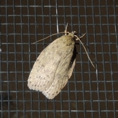 Eulechria undescribed species (A concealer moth) at Pollinator-friendly garden Conder - 28 Nov 2017 by michaelb