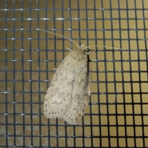 Eulechria undescribed species at Conder, ACT - 29 Nov 2017