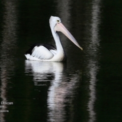 Pelecanus conspicillatus (Australian Pelican) at Kings Point Walking Track - 26 Sep 2016 by CharlesDove