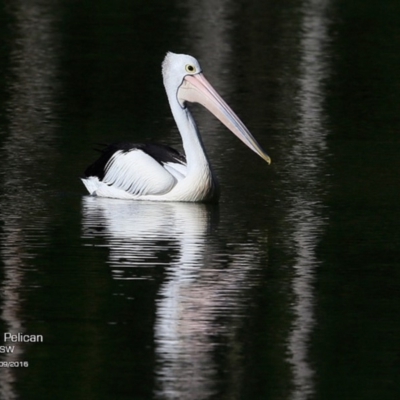 Pelecanus conspicillatus (Australian Pelican) at Kings Point Walking Track - 26 Sep 2016 by CharlesDove