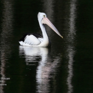 Pelecanus conspicillatus at Kings Point Walking Track - 26 Sep 2016