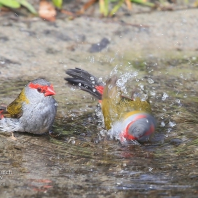 Neochmia temporalis (Red-browed Finch) at Undefined - 28 Sep 2016 by CharlesDove