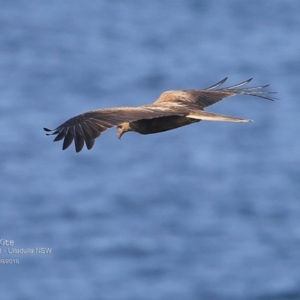 Haliastur sphenurus at Ulladulla, NSW - 30 Sep 2016