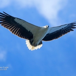 Haliaeetus leucogaster at undefined - 30 Sep 2016 12:00 AM