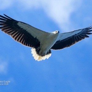 Haliaeetus leucogaster at undefined - 30 Sep 2016