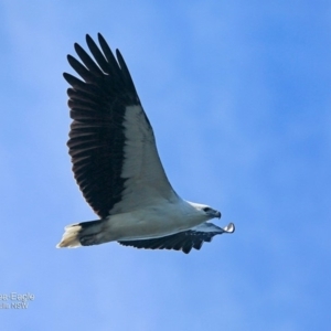 Haliaeetus leucogaster at undefined - 30 Sep 2016